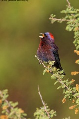 Varied Bunting