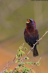 Varied Bunting