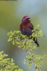 Varied Bunting