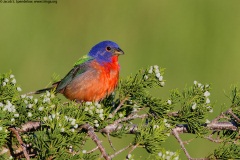 Painted Bunting