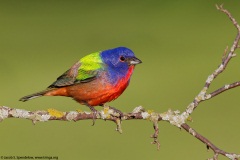 Painted Bunting