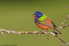 Painted Bunting