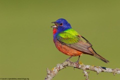 Painted Bunting