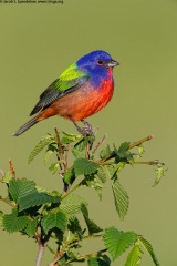 Painted Bunting