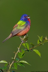 Painted Bunting