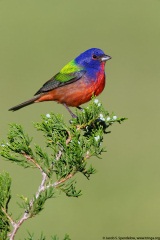 Painted Bunting