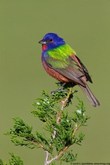 Painted Bunting