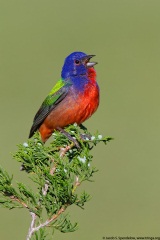 Painted Bunting