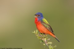 Painted Bunting