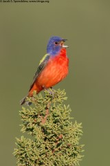 Painted Bunting