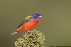 Painted Bunting