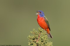 Painted Bunting