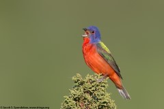 Painted Bunting