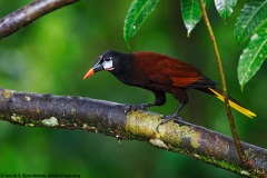 Montezuma Oropendola