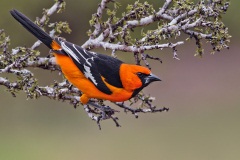 Altamira Oriole