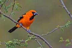 Altamira Oriole