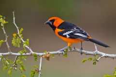 Altamira Oriole