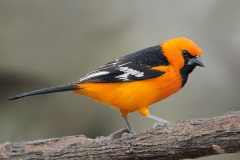 Altamira Oriole