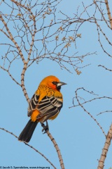 Streak-backed Oriole