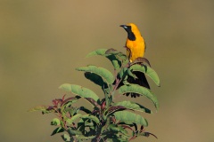 Hooded Oriole