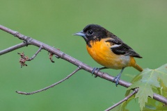 Baltimore Oriole