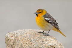 Bullock's Oriole