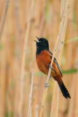 Orchard Oriole