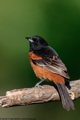 Orchard Oriole