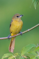 Orchard Oriole