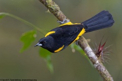 Black-cowled Oriole