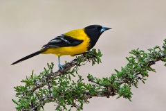 Audubon's Oriole