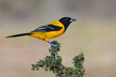 Audubon's Oriole