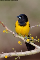 Audubon's Oriole