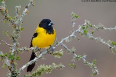 Audubon's Oriole