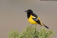 Scott's Oriole