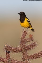 Scott's Oriole