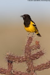 Scott's Oriole