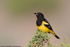 Scott's Oriole