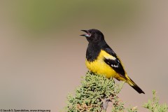 Scott's Oriole