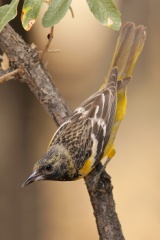 Scott's Oriole