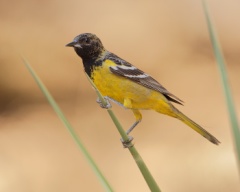 Scott's Oriole