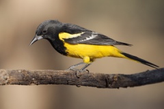 Scott's Oriole