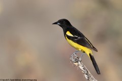 Scott's Oriole