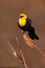 Yellow-headed Blackbird