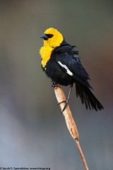 Yellow-headed Blackbird