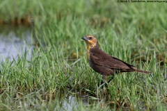 Yellow-headed Blackbird