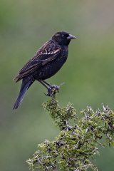 Red-winged Blackbird