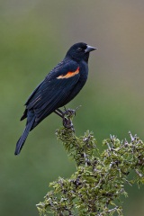 Red-winged Blackbird