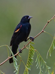 Red-winged Blackbird