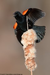 Red-winged Blackbird